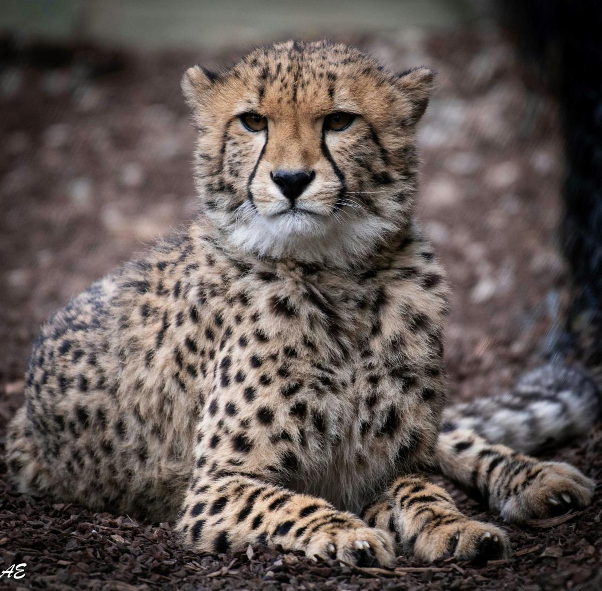 Wildlife Safari Photo Workshop