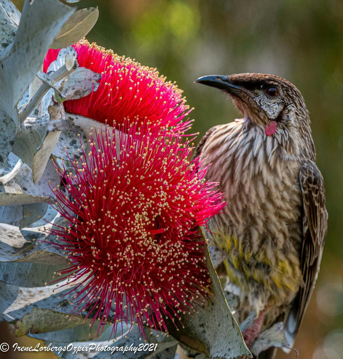 Macrocarpa and wattle bird