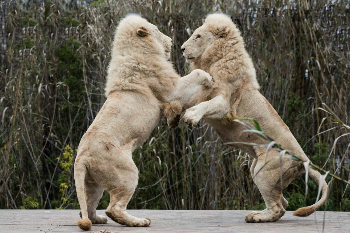 Lions playing