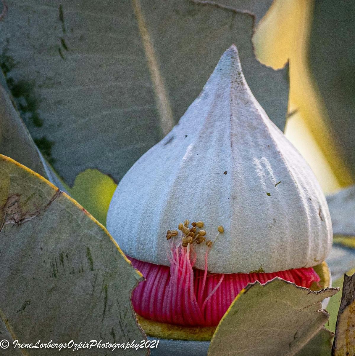 Macrocarpa bud
