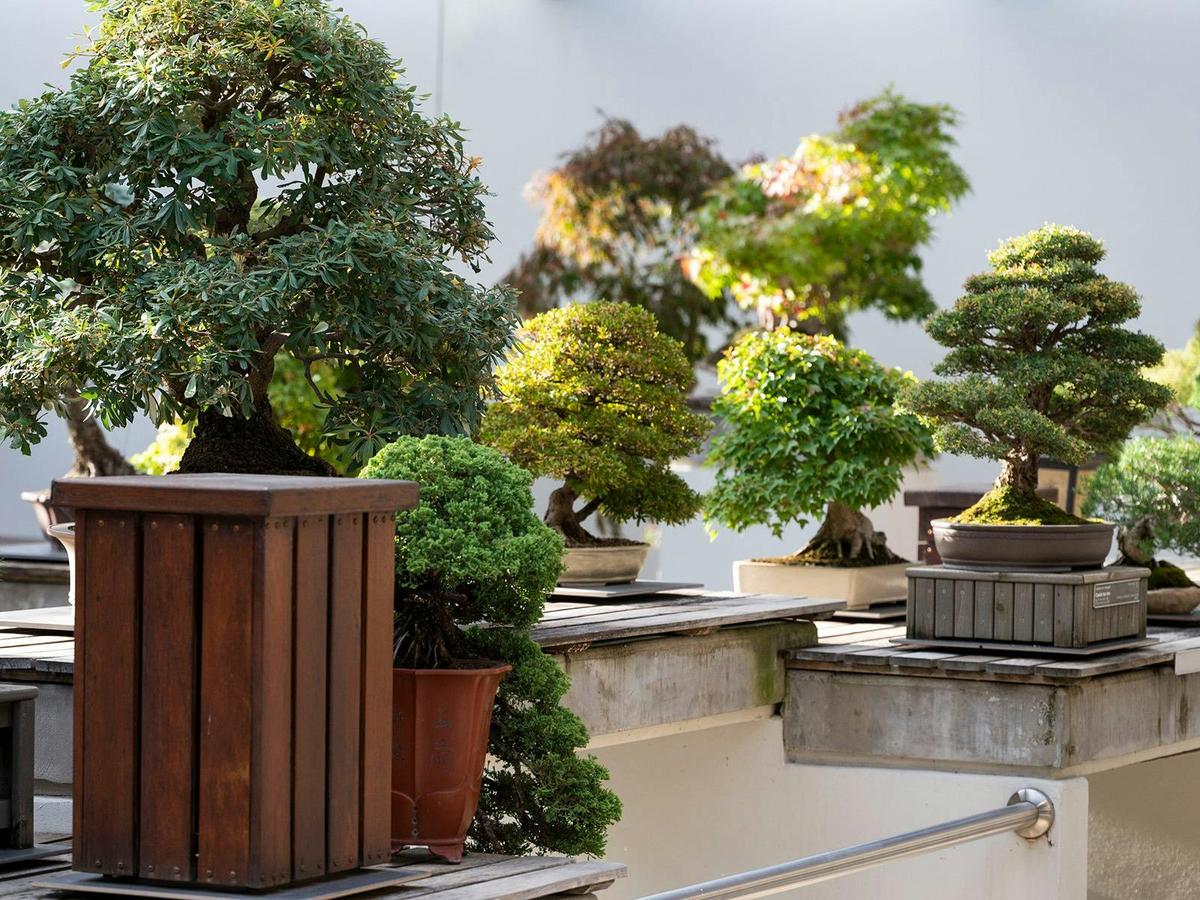 Bonsai 7