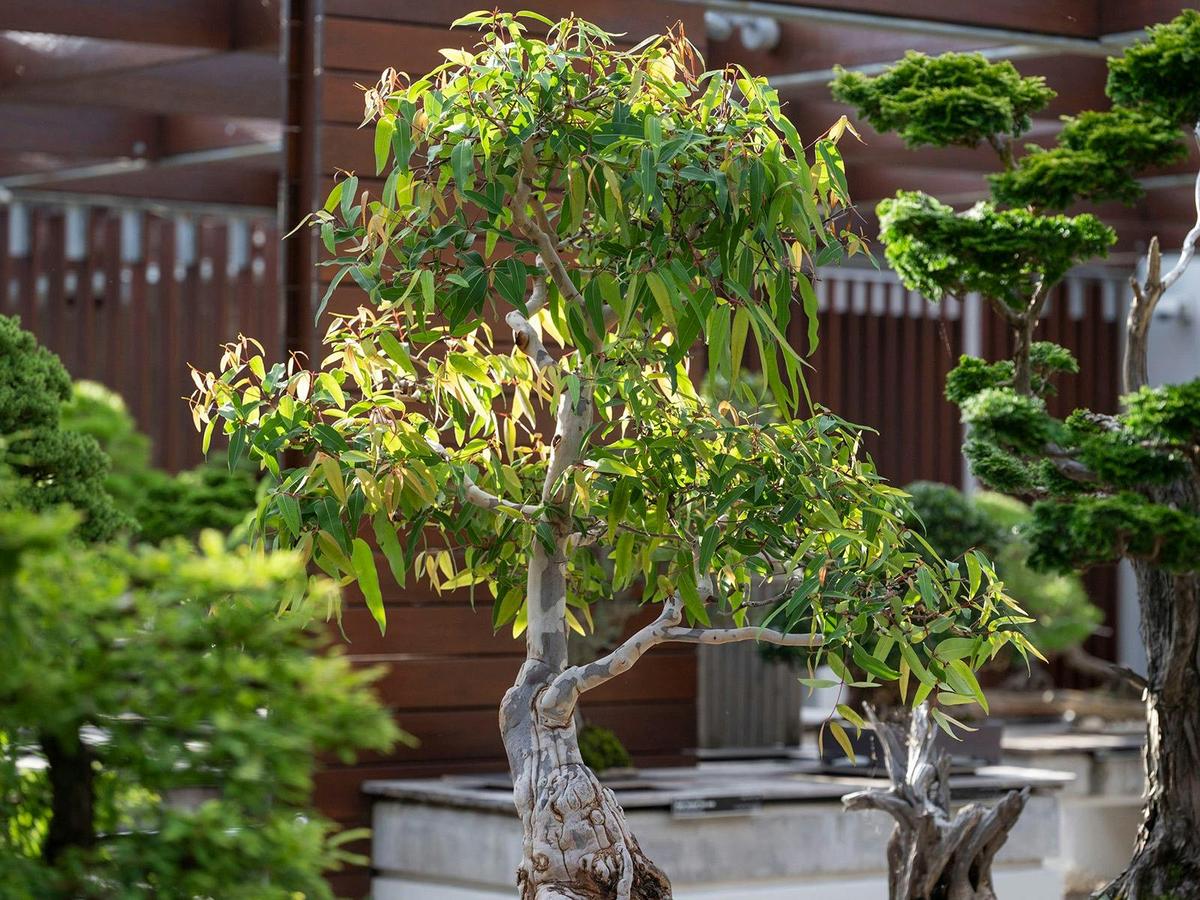 Bonsai 3