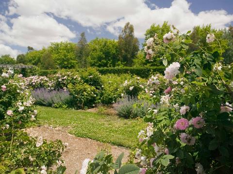 Old Parliament House Gardens Free Guided Group Walk
