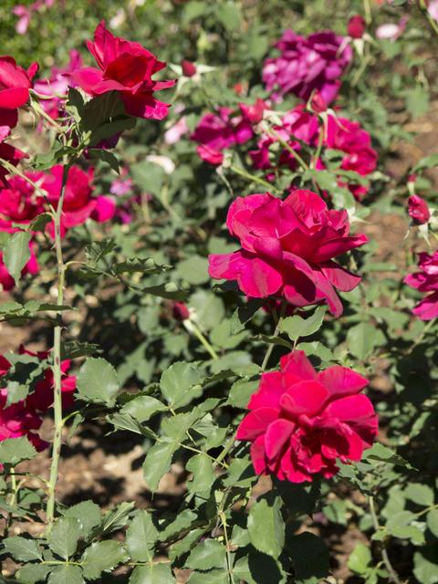 Old Parliament House Gardens Free Guided Group Walk