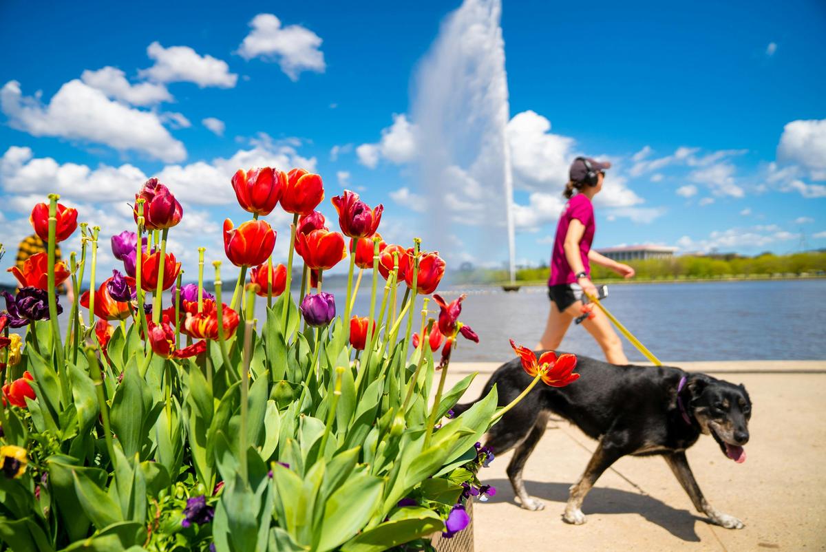 Floriade Planter Boxes