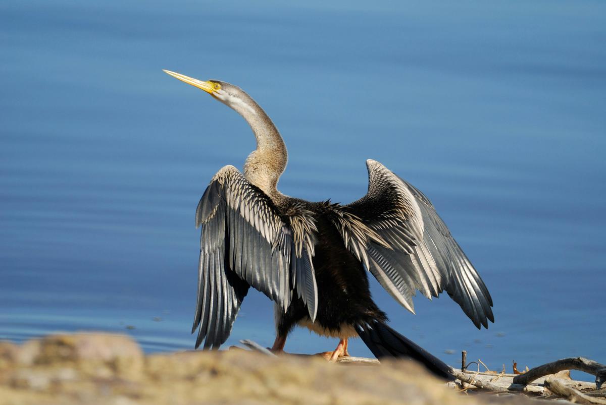 Darter at the Wetlands