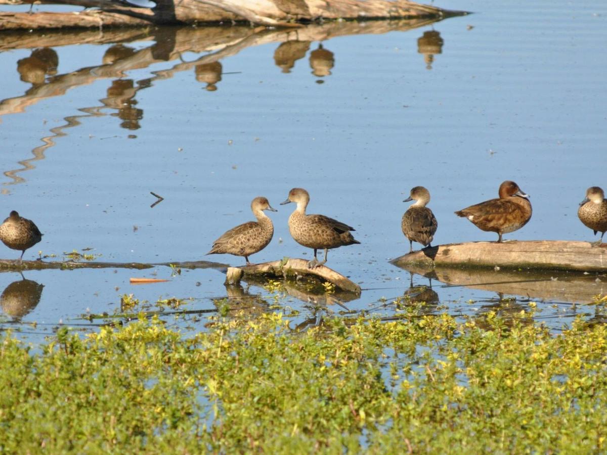 Birds perched on logs