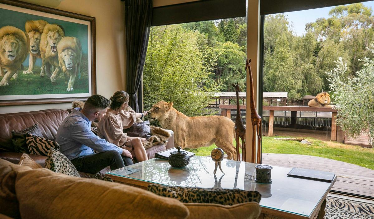 Lion Jungle Bungalow