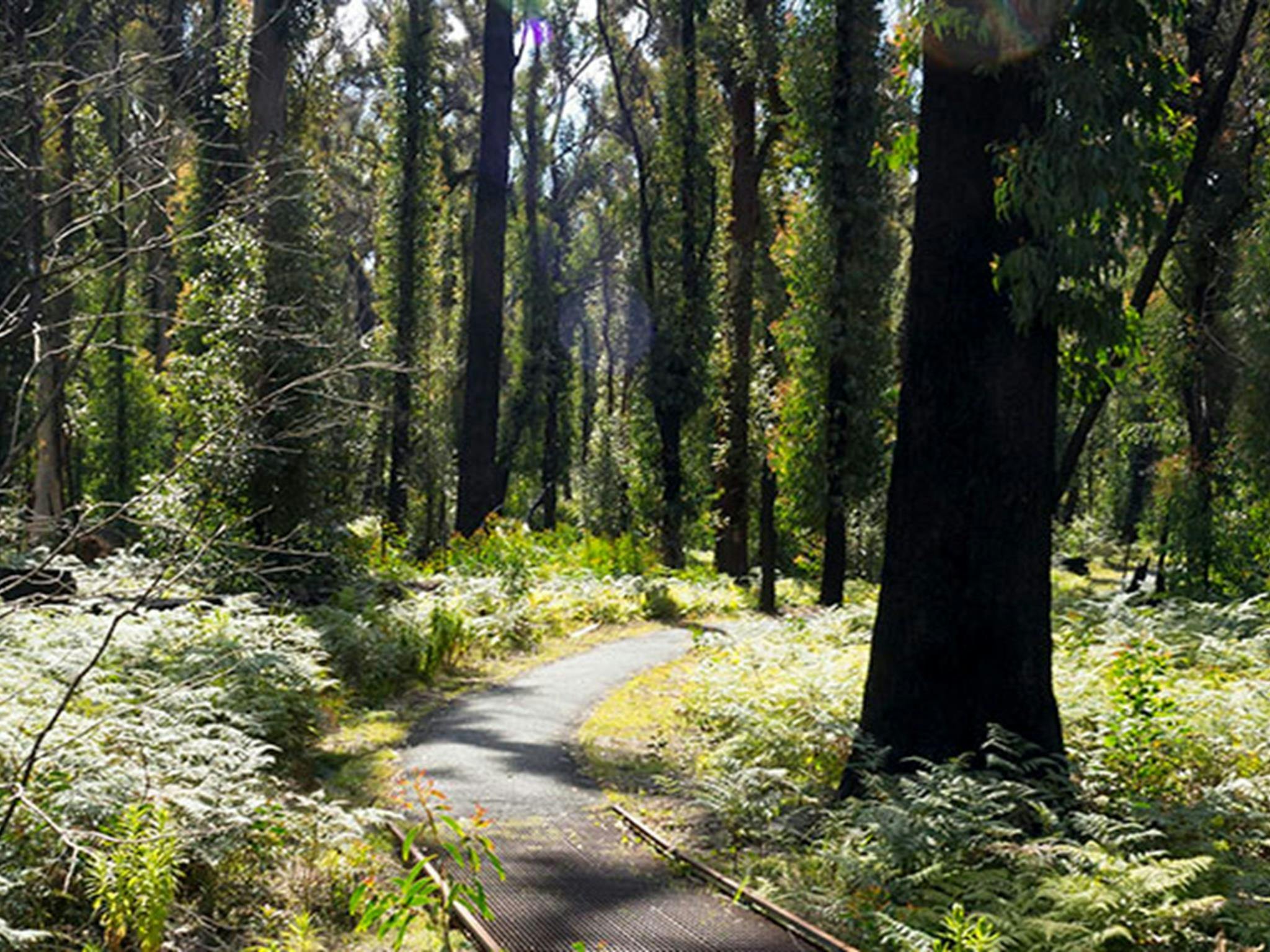 Bungoona walking track, Bald Rock National Park. Photo: Leah Pippos &copy; DPIE