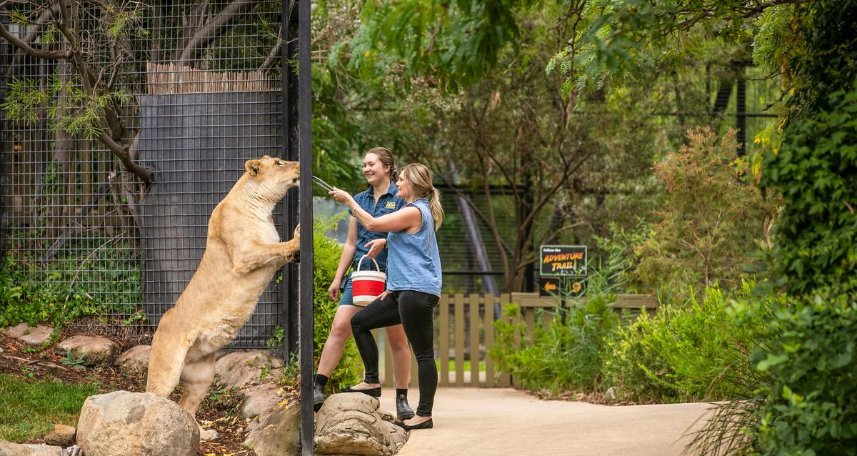 Lion encounter