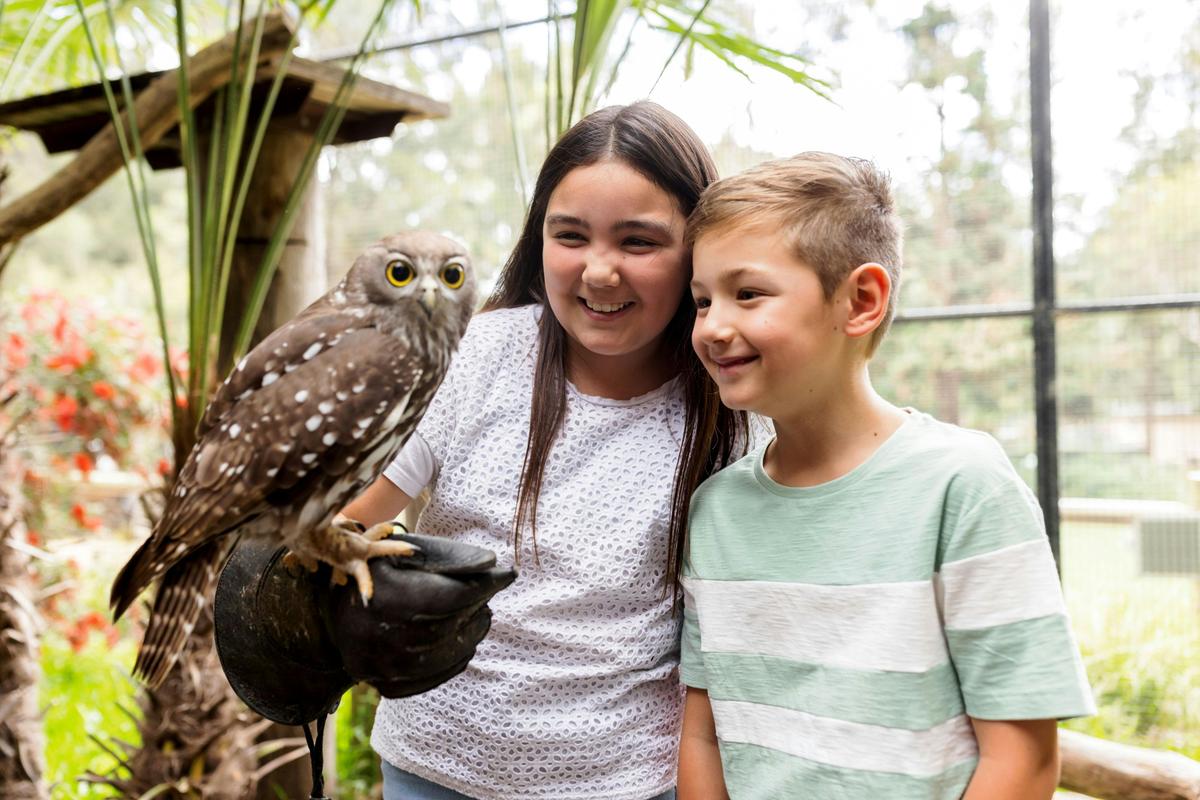Owl Encounter