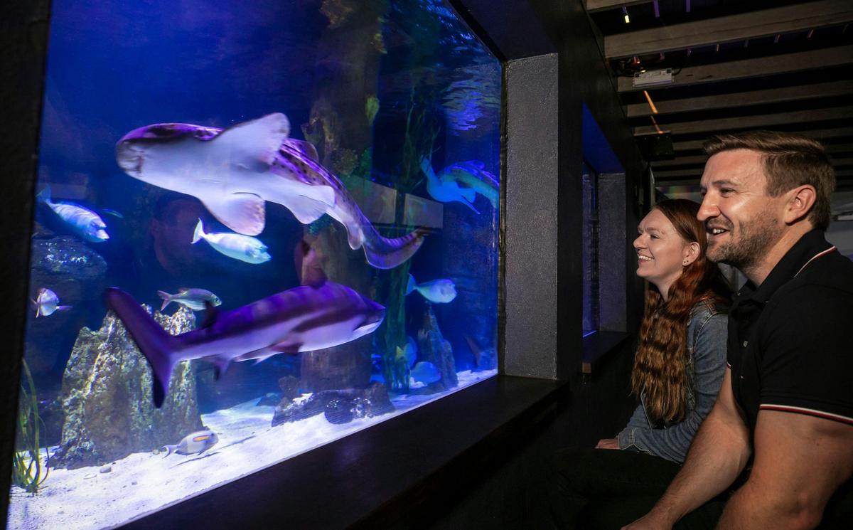 Guests enjoying the shark tank in the only shared Zoo and Aquarium in Australia