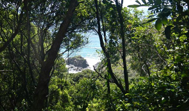 Rainforest Walking Track, Hat Head National Park