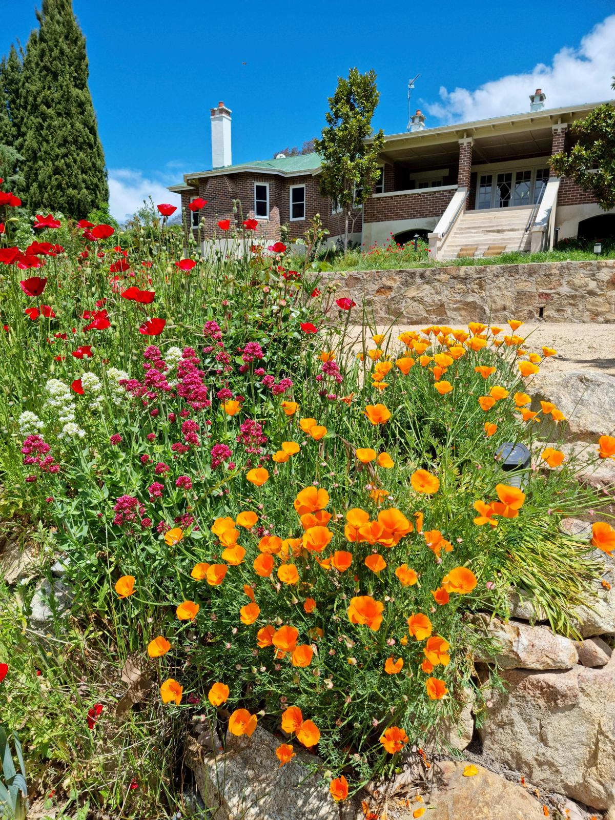 Cuppacumbalong Homestead in spring