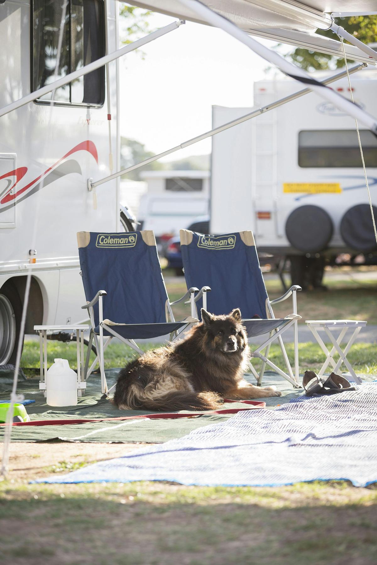Doggie down time