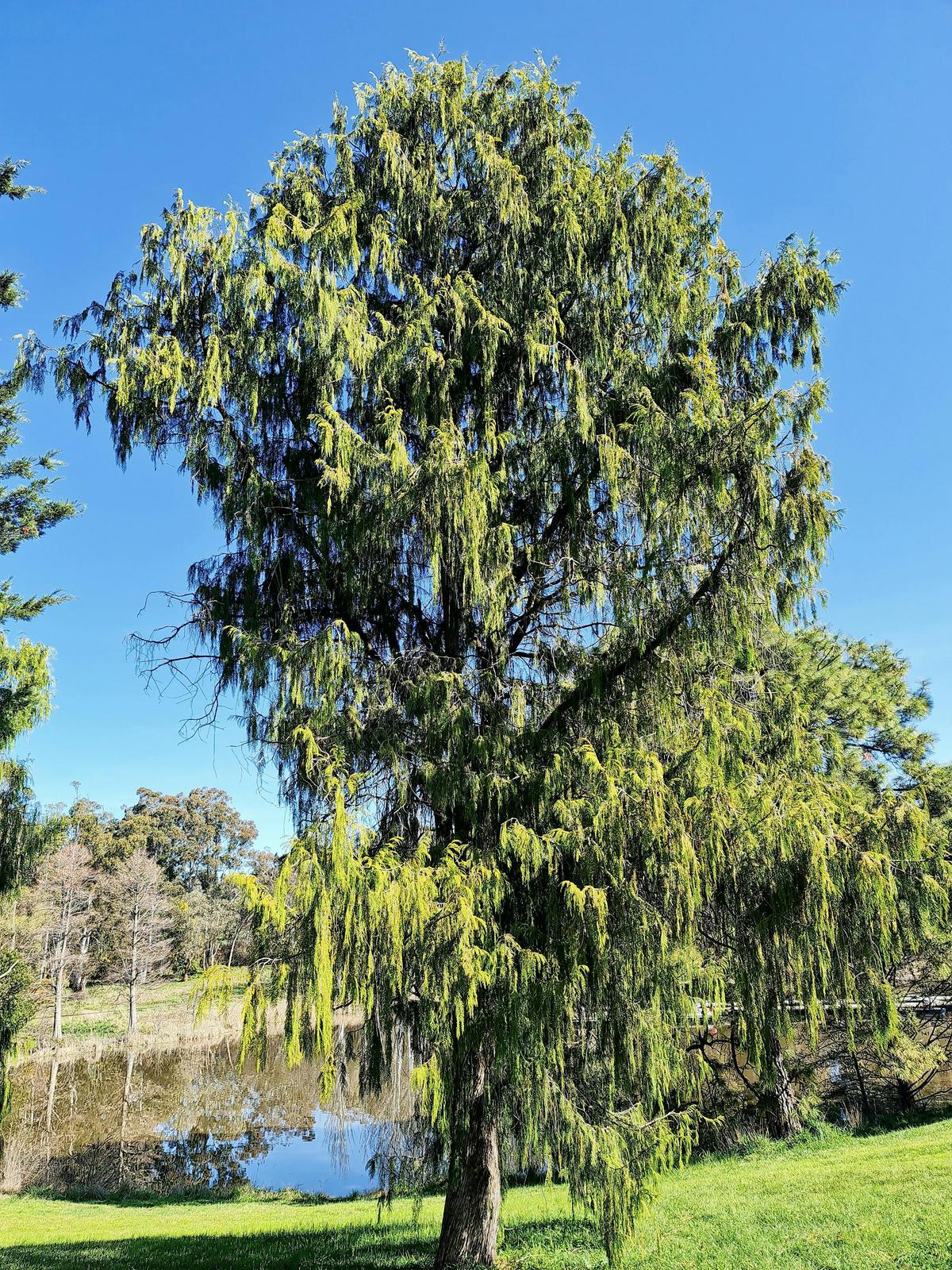 Weston Park Nursery Heritage Tour