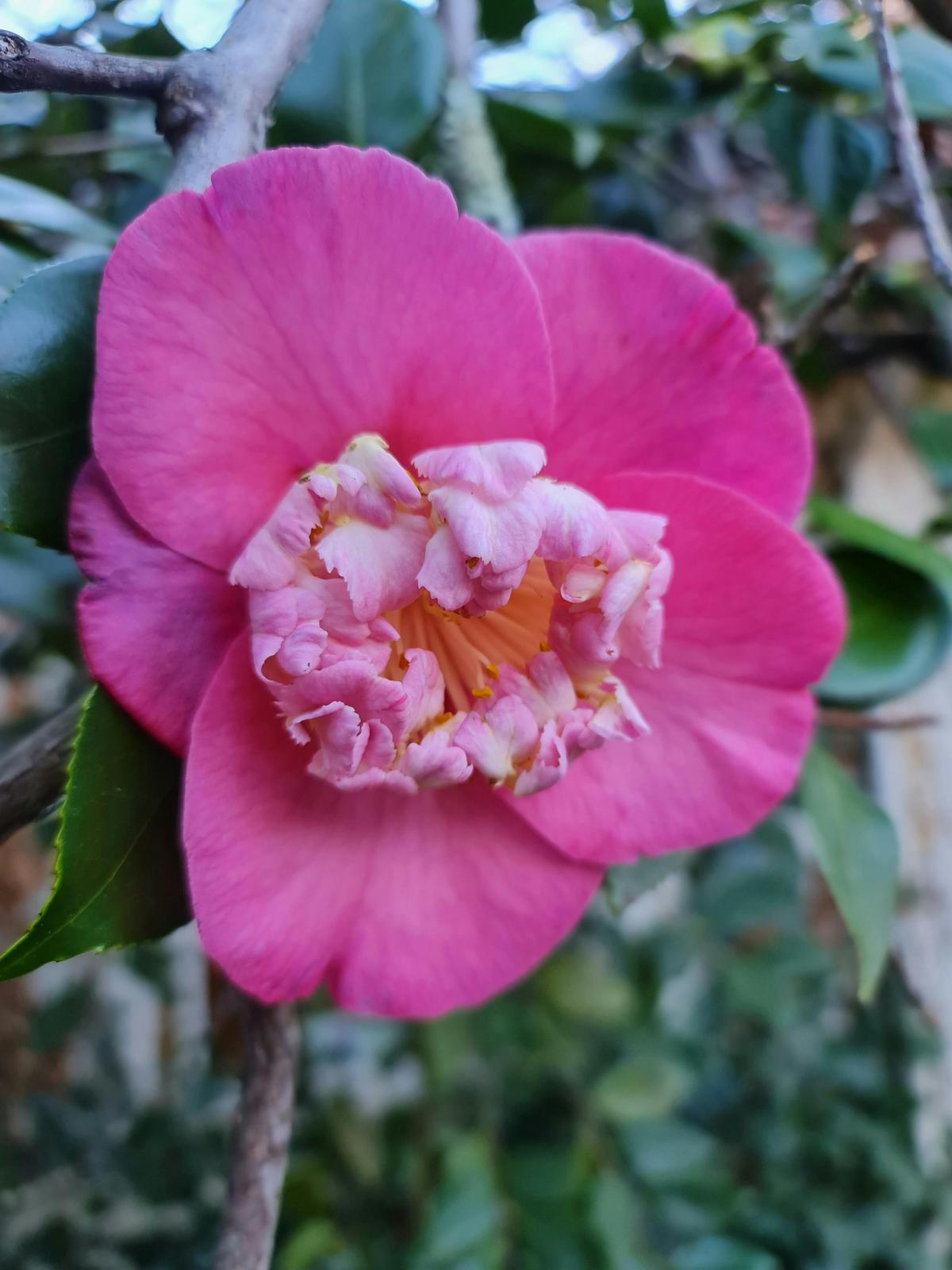 Weston Park Nursery Heritage Tour