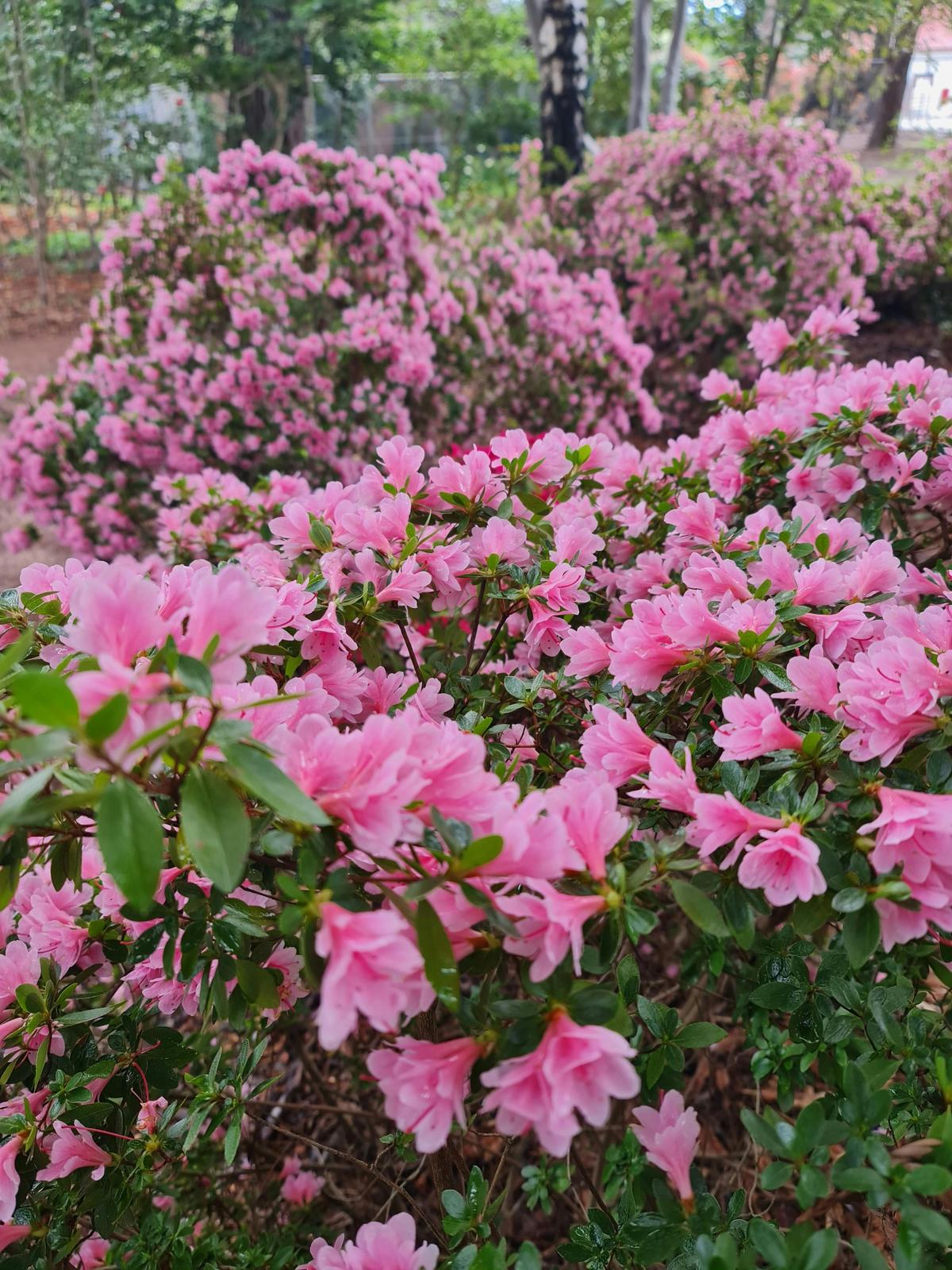 Kurume Azaleas English Garden