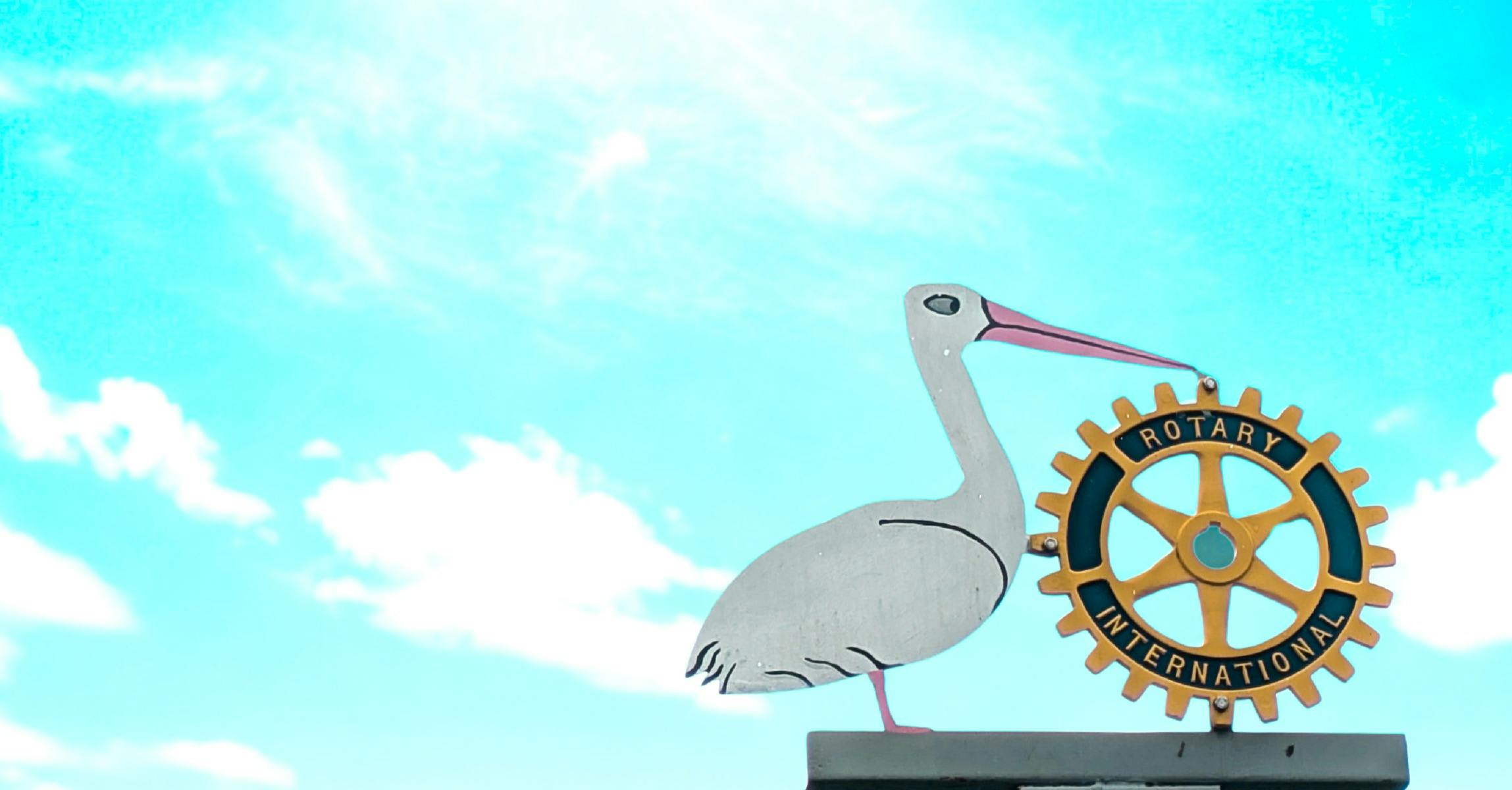 Pelicans of Paterson Sculpture by Bill 'Wallaby' Cummins