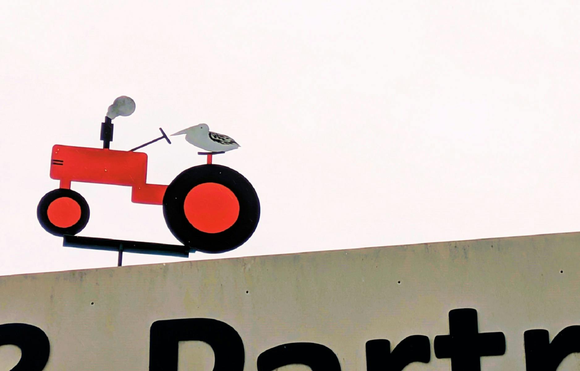 Pelicans of Paterson Sculpture by Bill 'Wallaby' Cummins