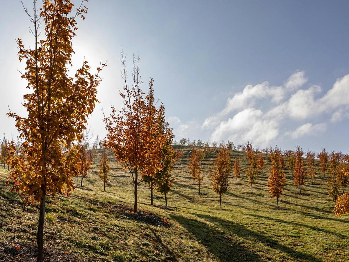 Seasonal Long Forest Walks