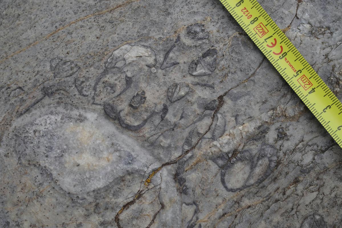 Observing 430-million-year-old corals, brachiopods and crinoids entombed in limestone provide clues