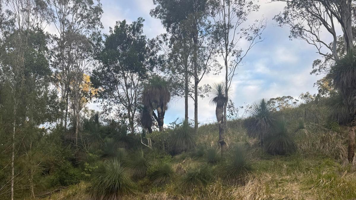Grass Tree Crossing