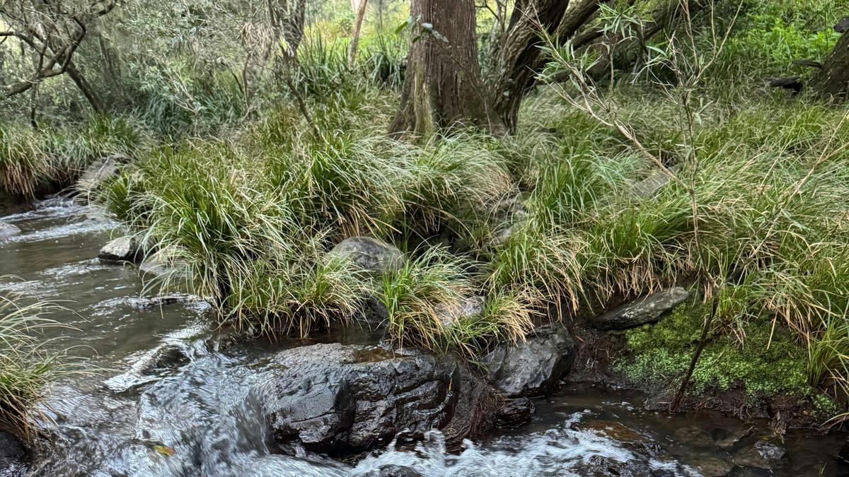 Grass Tree Crossing