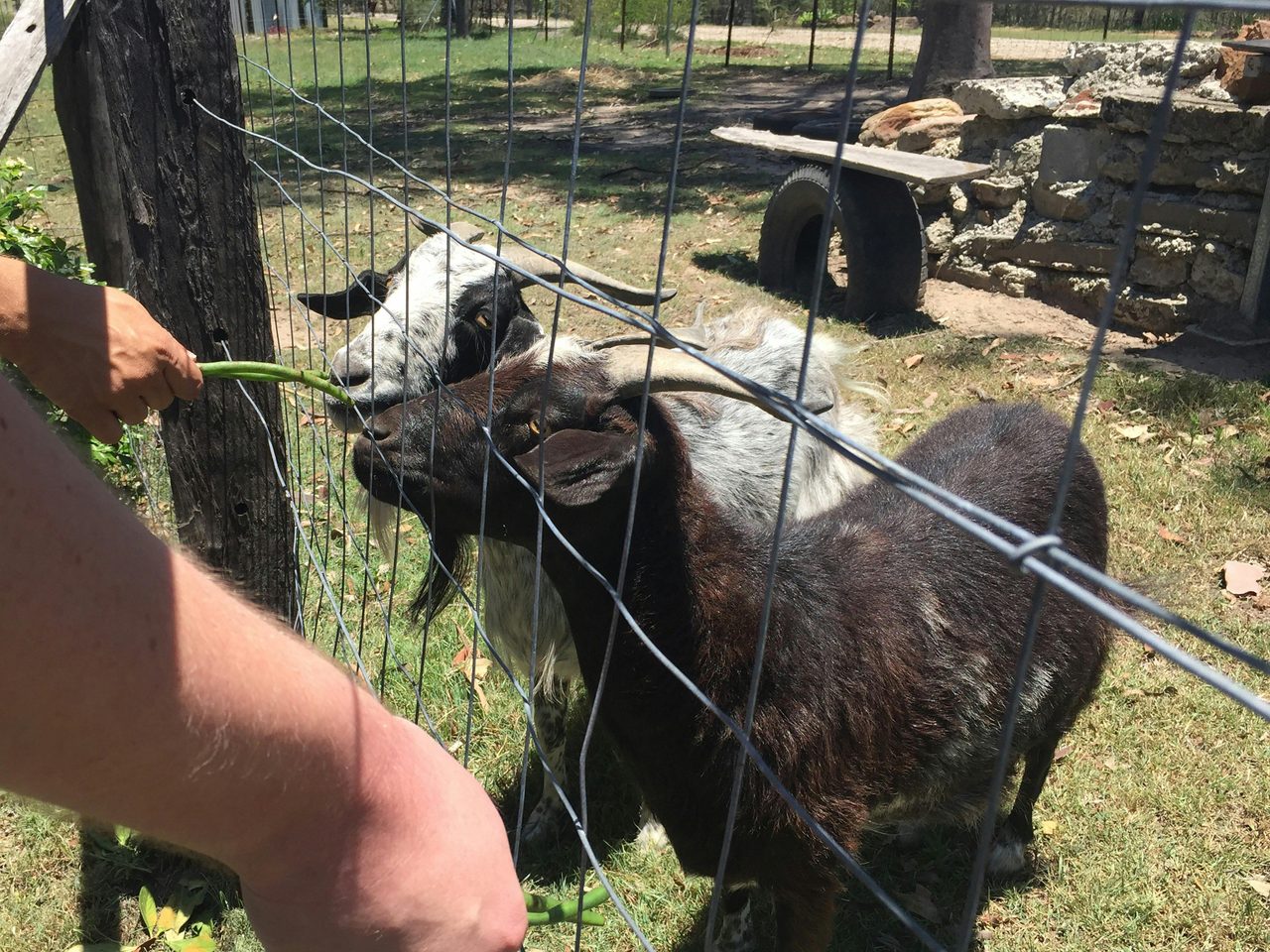 Feed the furry friends