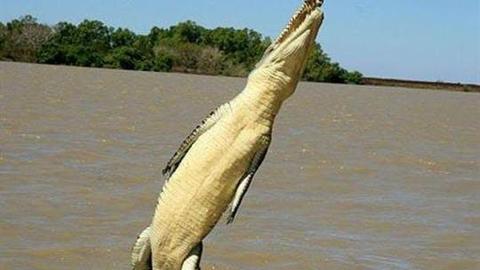 Flying Crocs
