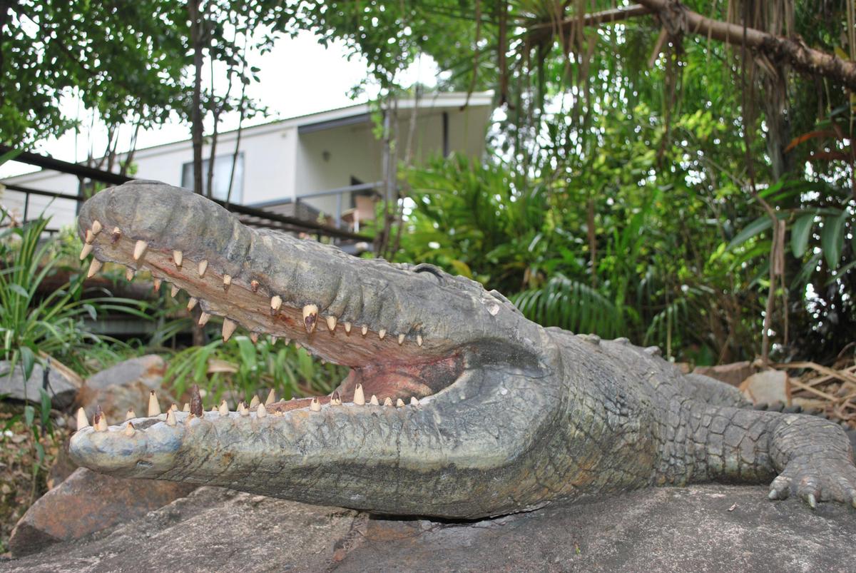 Come and meet Brutus, our local friendly corocodile