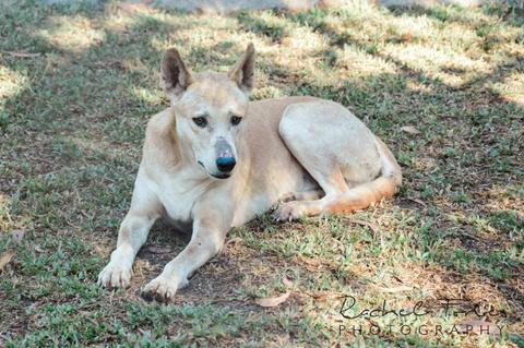 Dingo Walk | Crocodylus Park