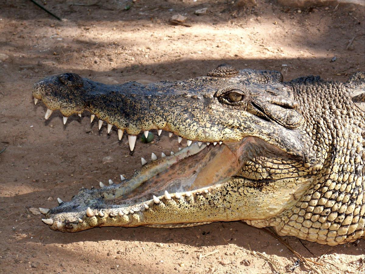 Croc Feeding Tour | Crocodylus Park