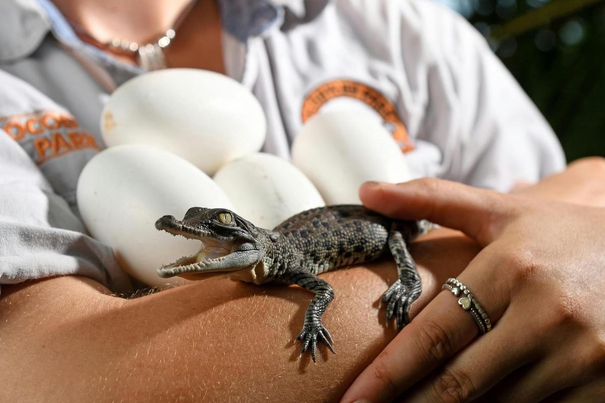 Hatchling Saltwater Crocodile