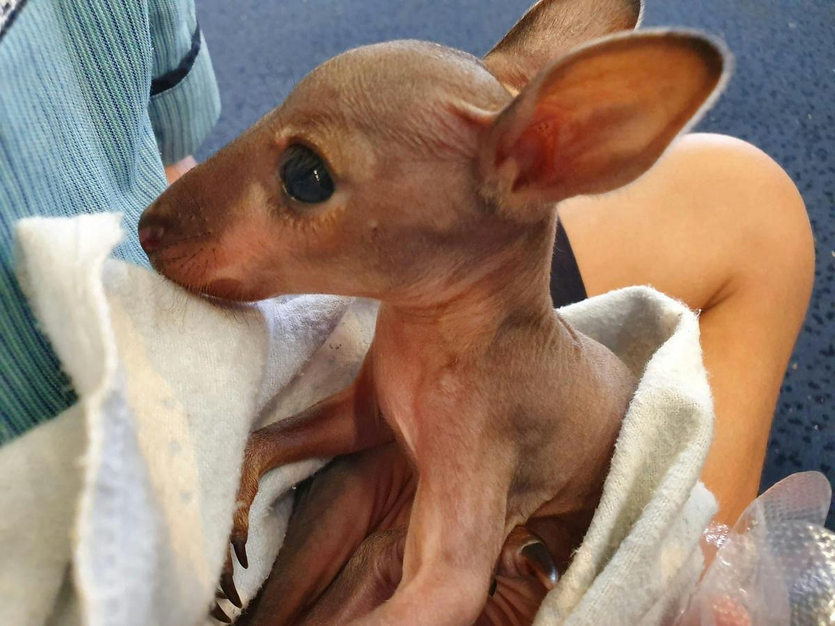 Agile Wallaby Joey