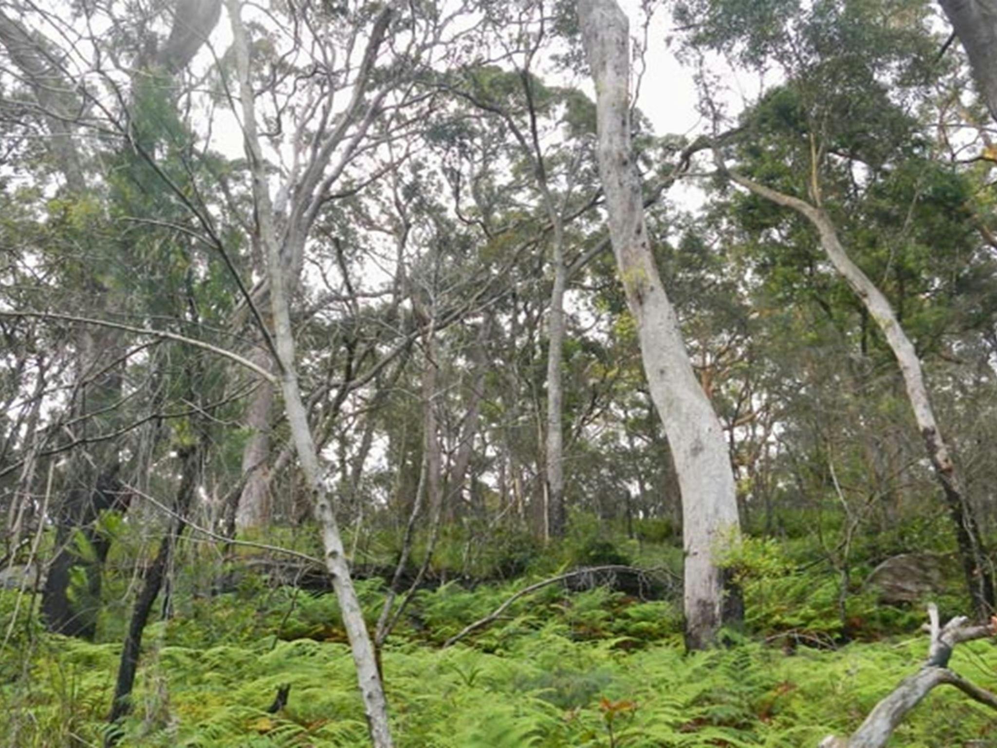 Bakers Flat picnic area, Lane Cove National Park. Photo: Debbie McGerty &copy; OEH