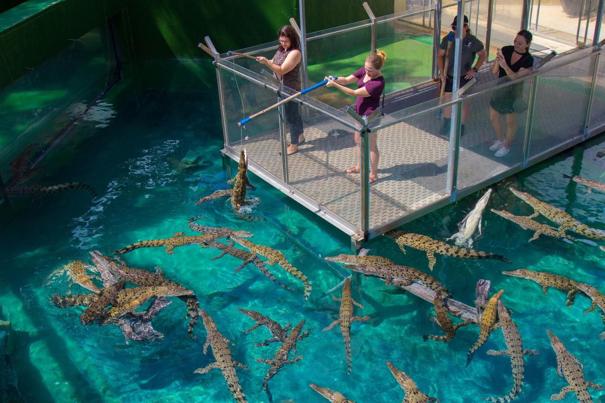 Fishing for Crocs