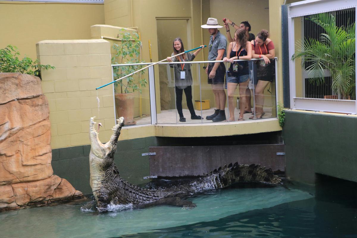Big Croc Feed VIP Experience