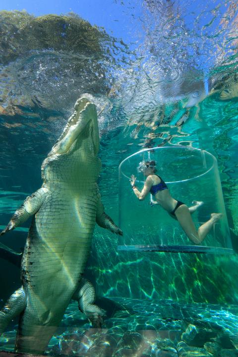 Crocosaurus Cove