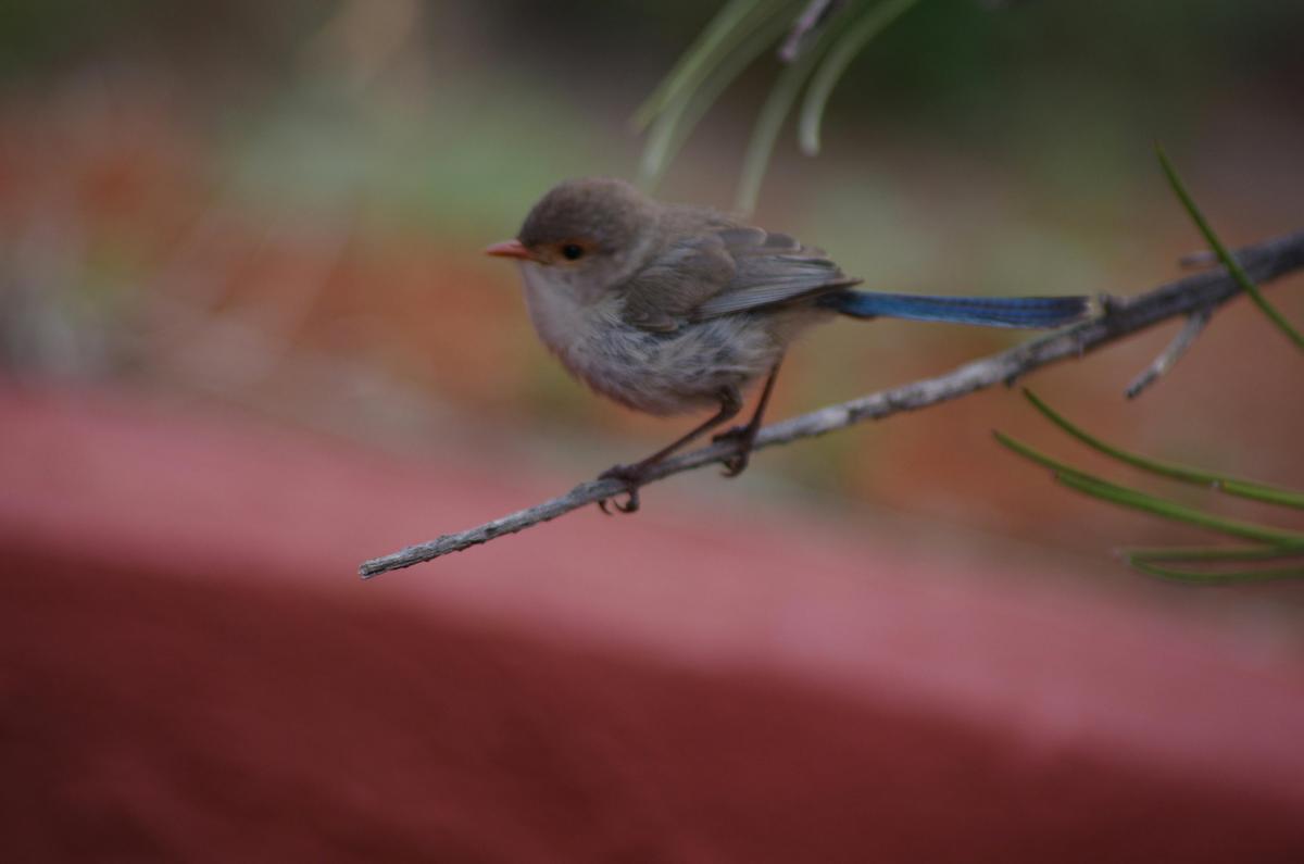 Breakfast with the birds at Coolamon Cafe