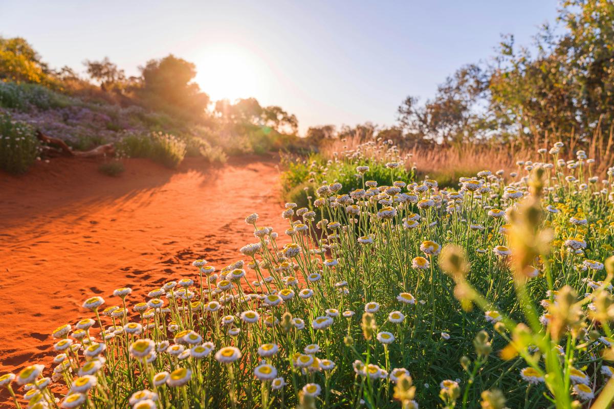 Start or end your visit to the Desert Park at the Coolamon Cafe