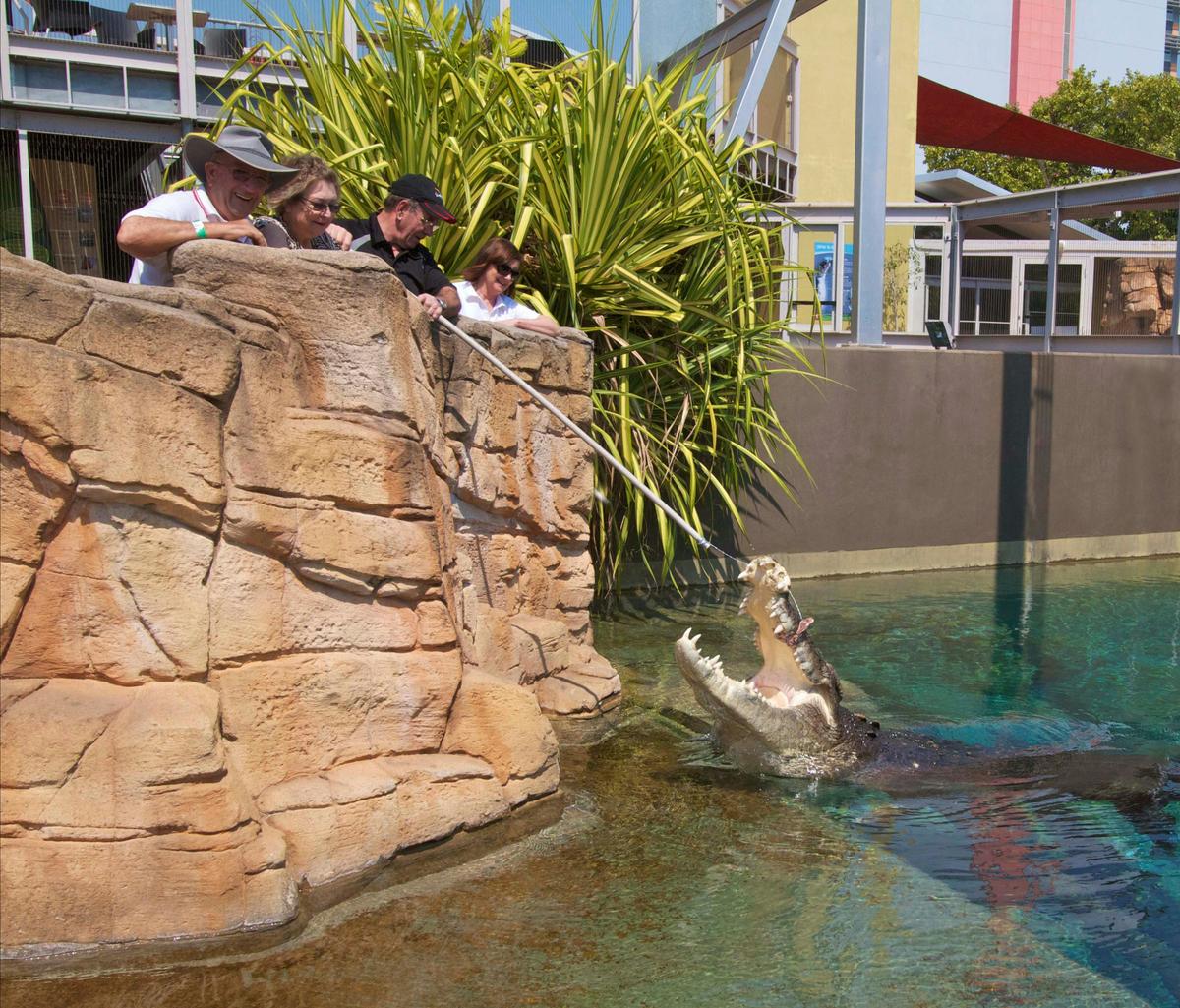 Big Croc Feed VIP experience