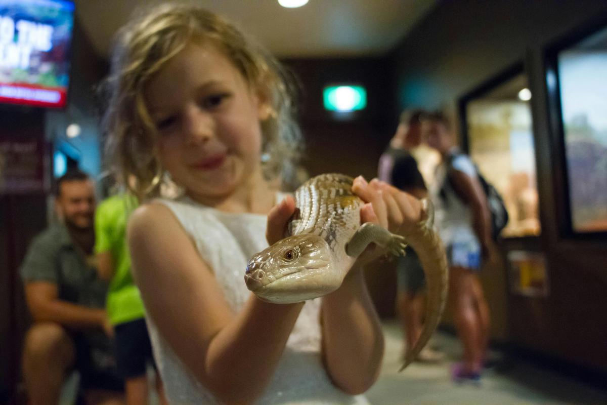 Meet the Reptiles