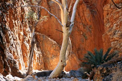 1 Day West MacDonnell Ranges Tour