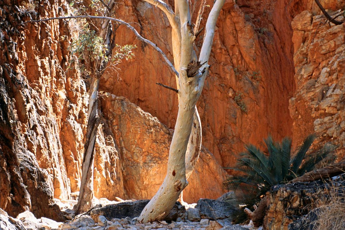 1 Day West MacDonnell Ranges Tour