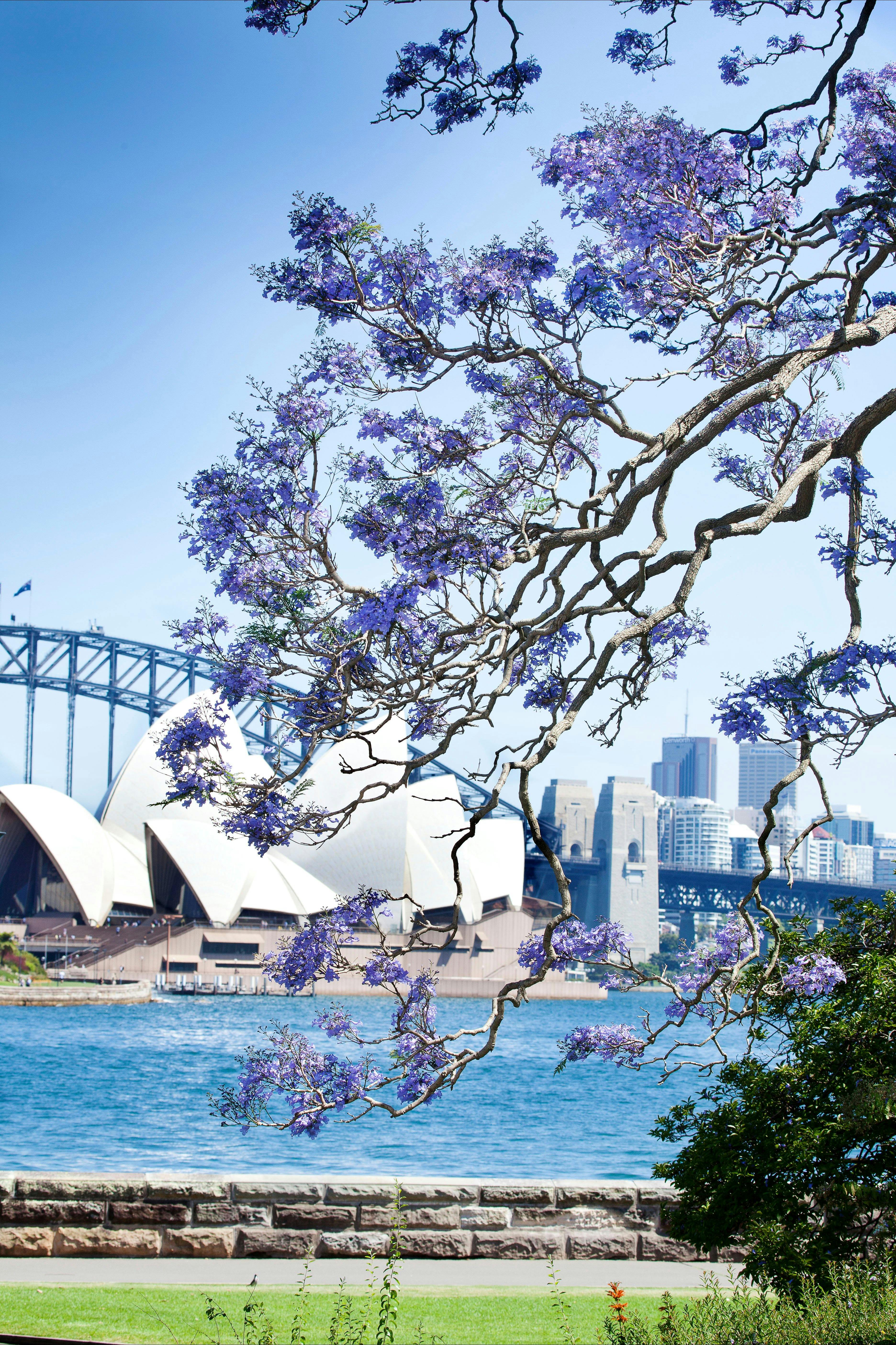 Royal Botanic Garden Sydney - Harbour View