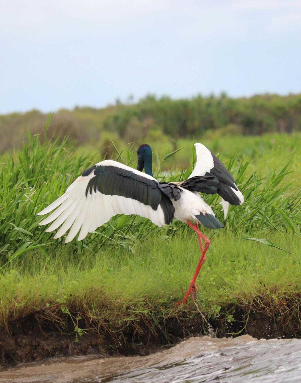Corroboree Billabong Jabiru