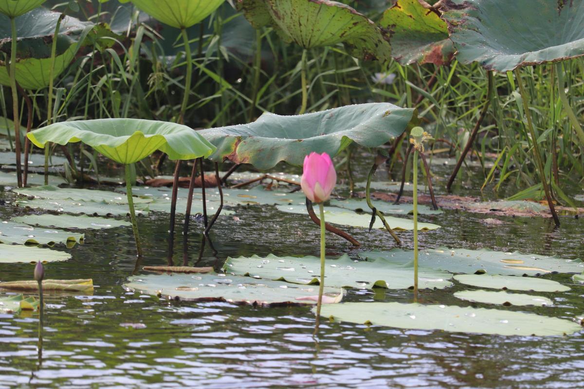 Water Lillies at Corroboree Billabong