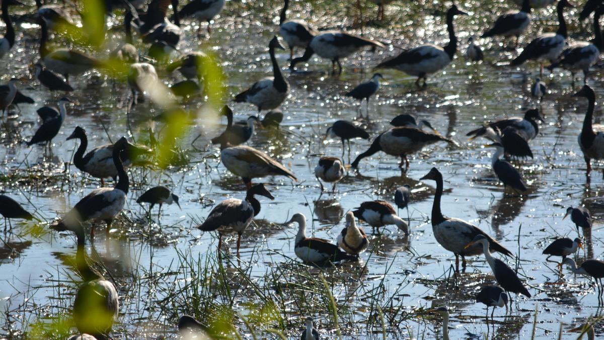 Wildlife and Environments of the Top End