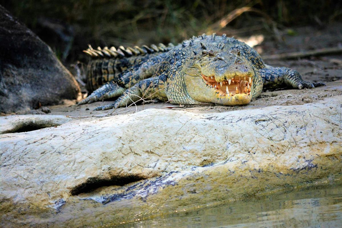 Wildlife in the natural settings to admire and appreciate